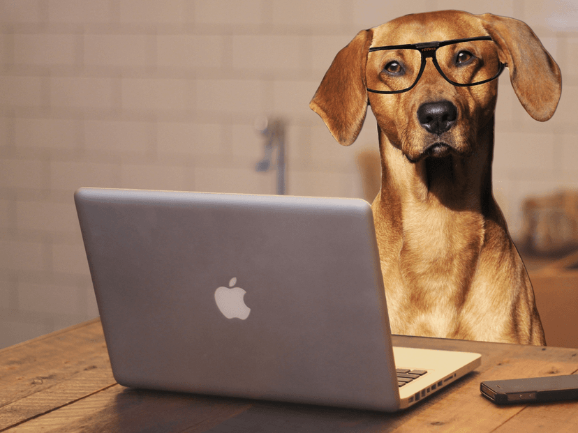 Understanding Your Dog's Body Language