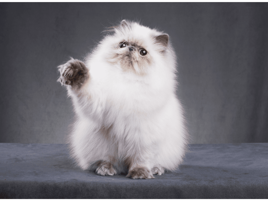 Persian Cat